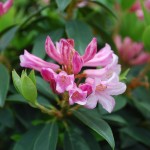 Rhododendron Myrtifolium small leaf